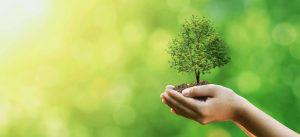are-natural-burials-an-eco-friendly-option